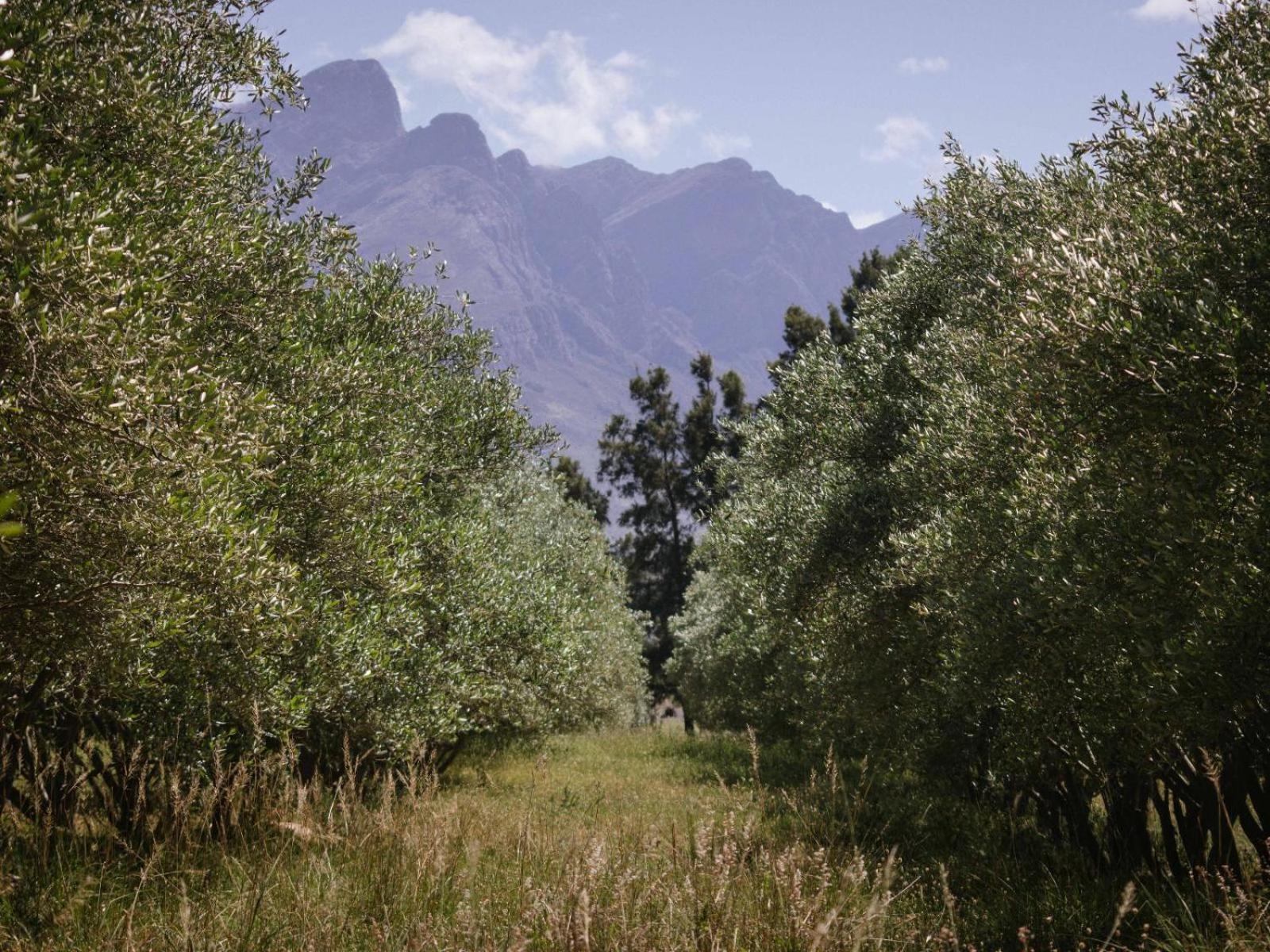 Hotel Duikersdrift Winelands Country Escape Tulbagh Exterior foto
