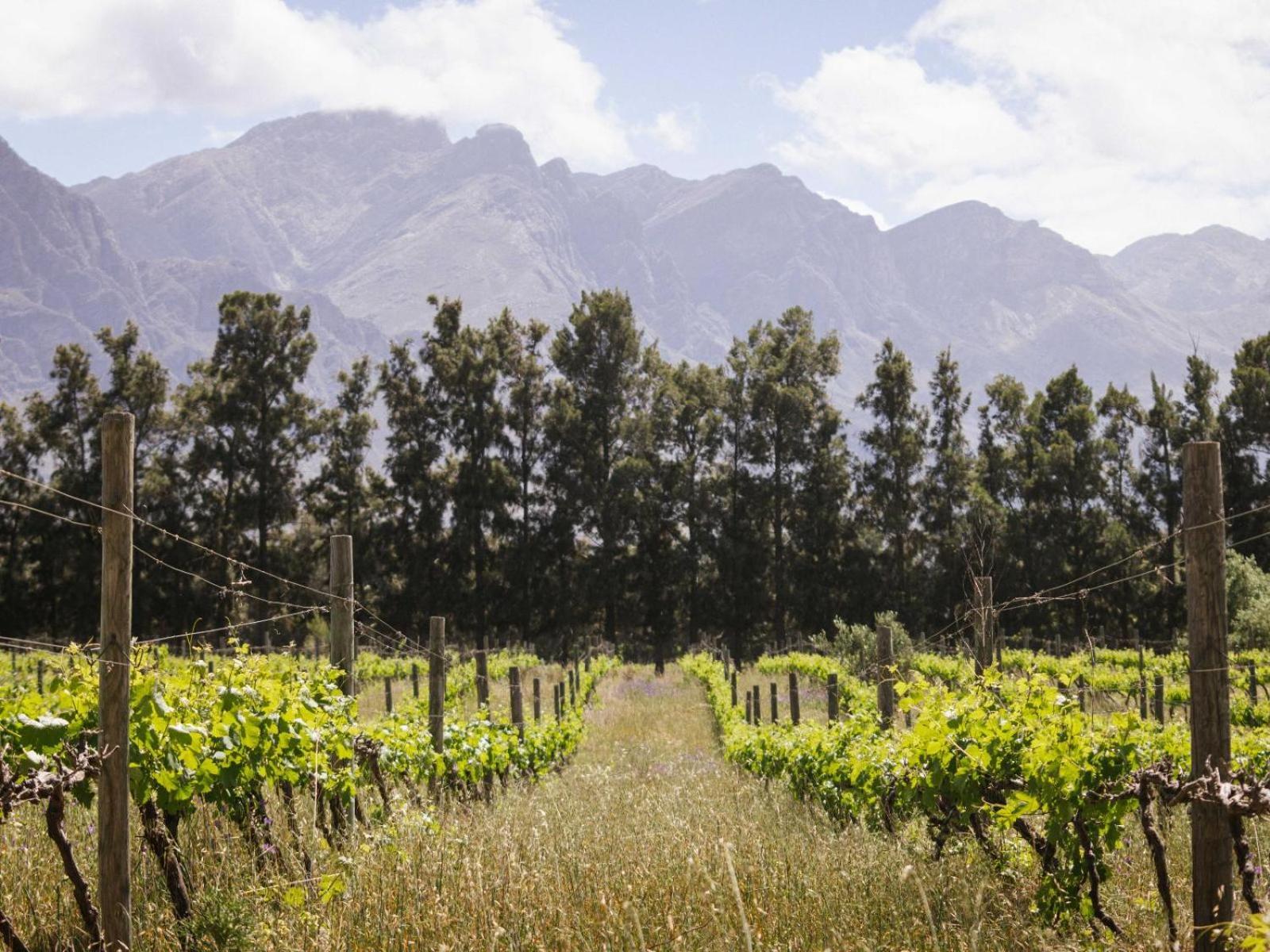 Hotel Duikersdrift Winelands Country Escape Tulbagh Exterior foto